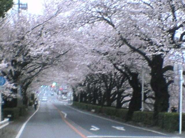 新桐生駅前の桜並木